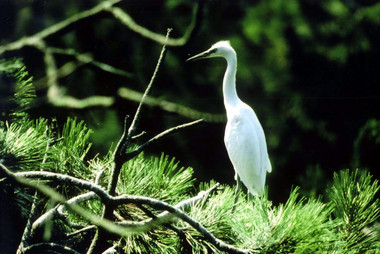 Aigrette Garzette, site ornithologique du confluent du Tarn et de la Garonne